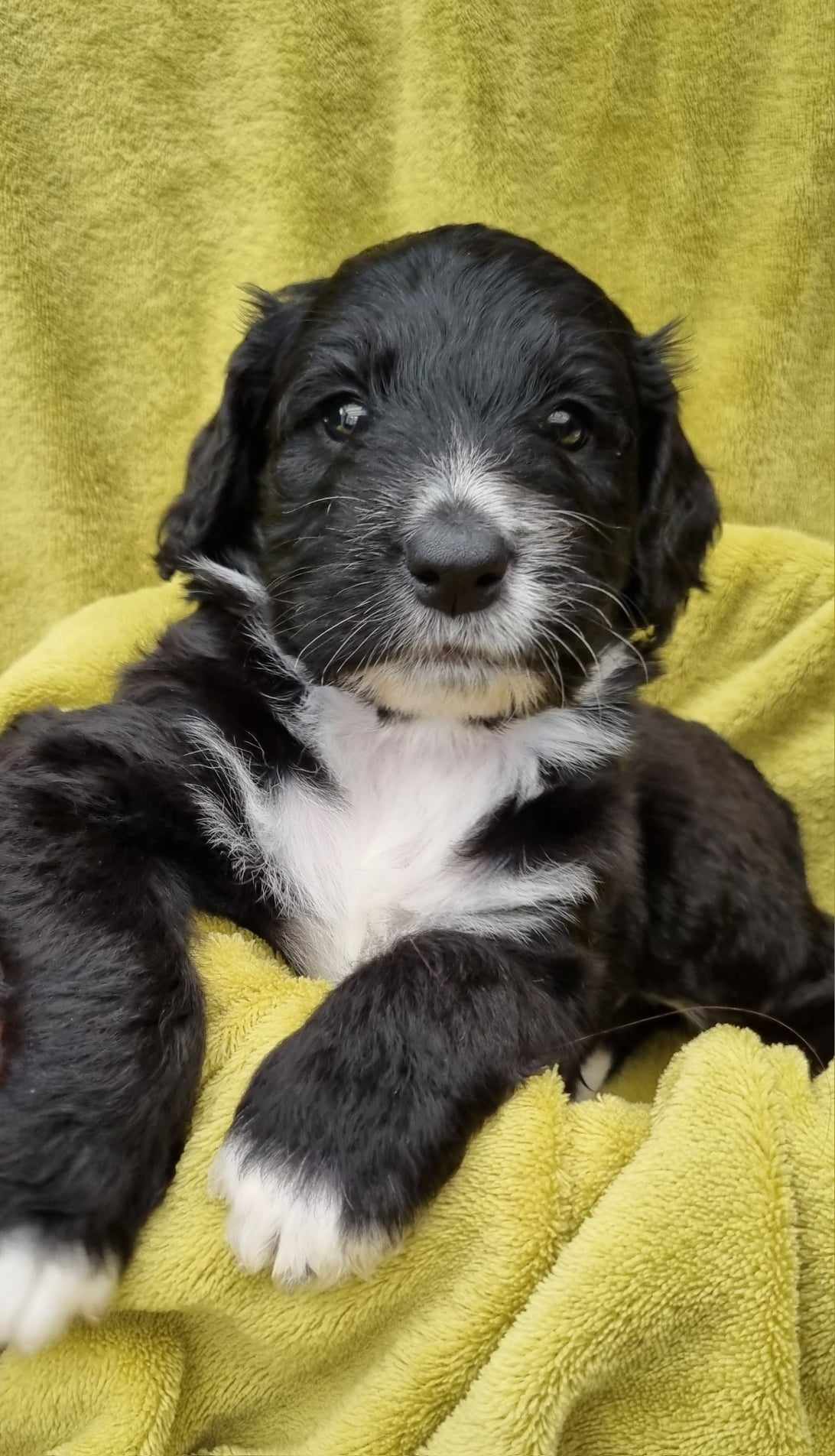 Gary