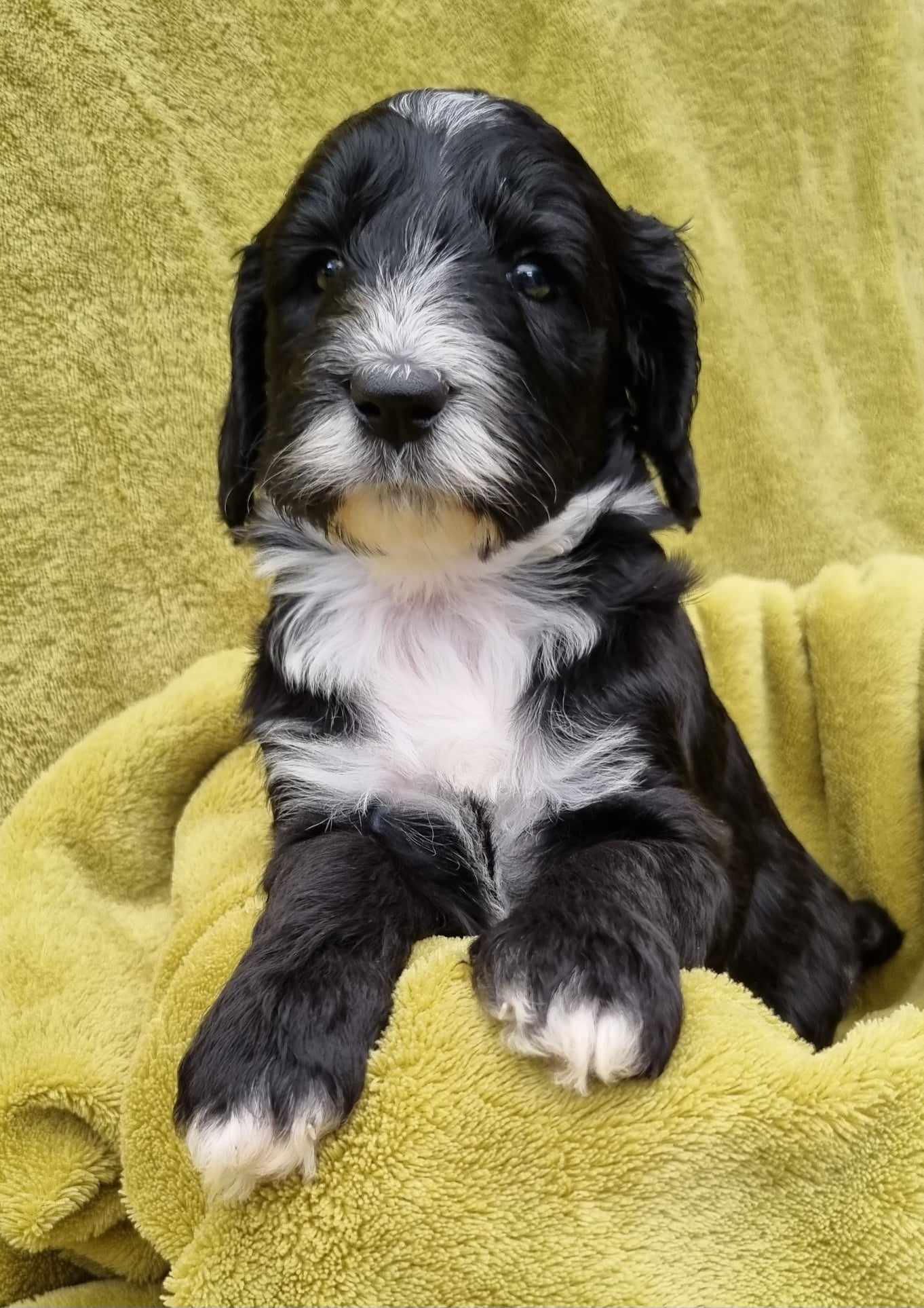 Maggie